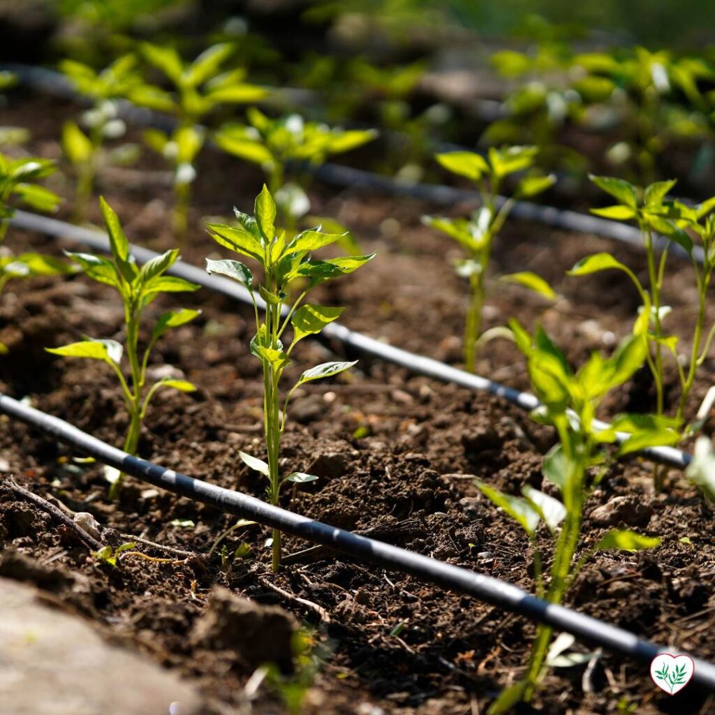 Impianto di irrigazione a goccia efficiente in un orto, mostrando giovani piante di peperone in fila con l'irrigazione attiva.