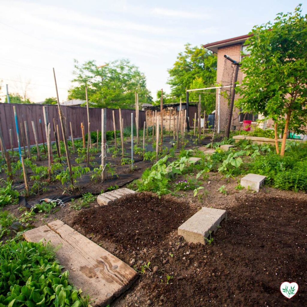 Un piccolo orto organizzato con chiara esposizione al sole e buon drenaggio, illustrando la scelta della posizione perfetta per coltivare frutta e verdura.