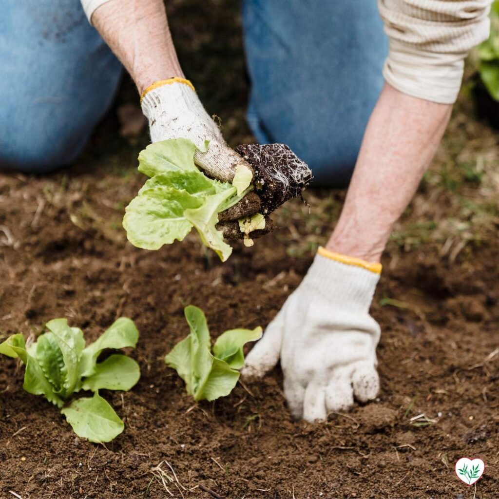 Mani guantate di un giardiniere mentre trapiantano delicatamente una piantina di lattuga nel terreno, dimostrando tecniche di piantagione efficaci.