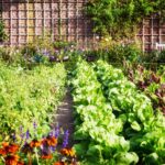 Orto rigoglioso mostrando come coltivare frutta e verdura nel proprio spazio verde, perfetto per principianti.