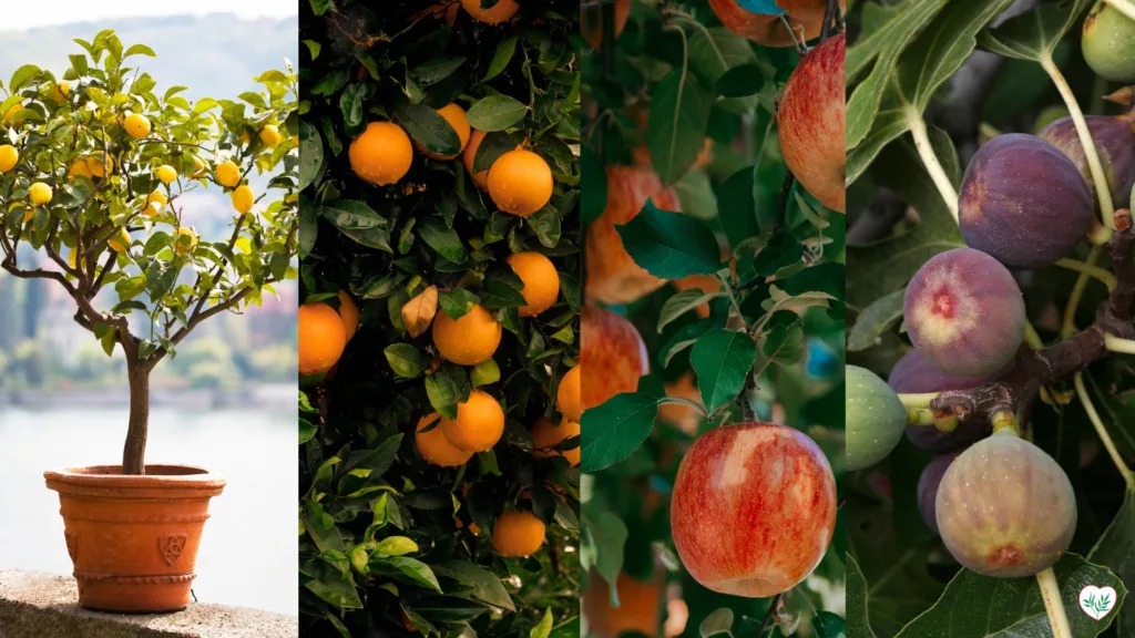 Alberi da frutta a casa: limone in vaso, arance, mele su un ramo e fichi maturi, ideali per piccoli spazi.