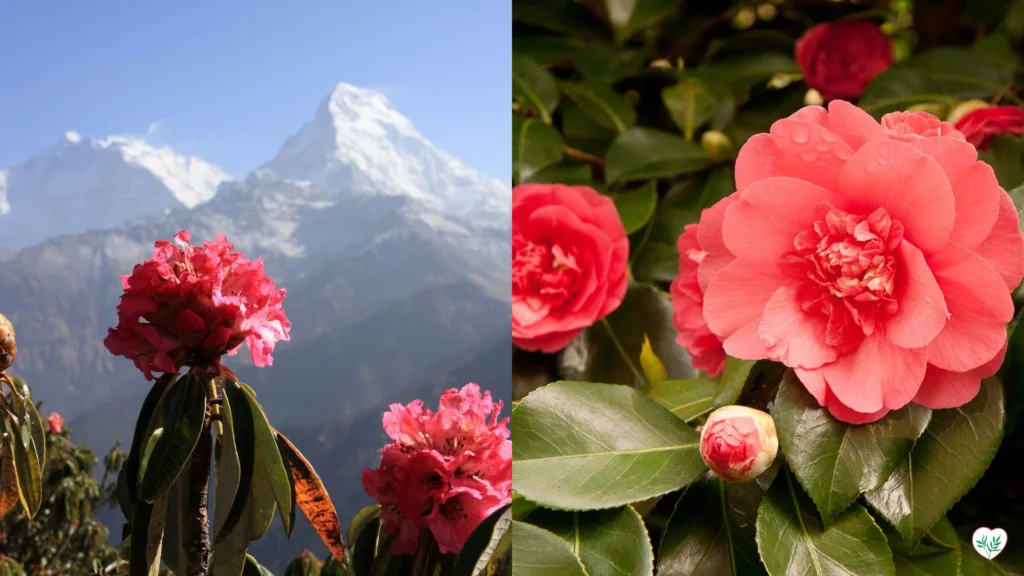 Un'immagine divisa che mostra fioriture vibranti di Rododendro su uno sfondo montuoso a sinistra e lussureggianti fiori rosa di Camelia a destra.