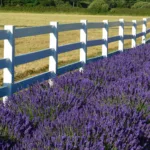 Una rigogliosa bordura di lavanda, esempio perfetto di Perenni per Bordure, delimitata da una staccionata bianca in un campo.