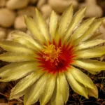 Un cactus con un fiore giallo brillante e un centro rosso acceso, circondato da spine.