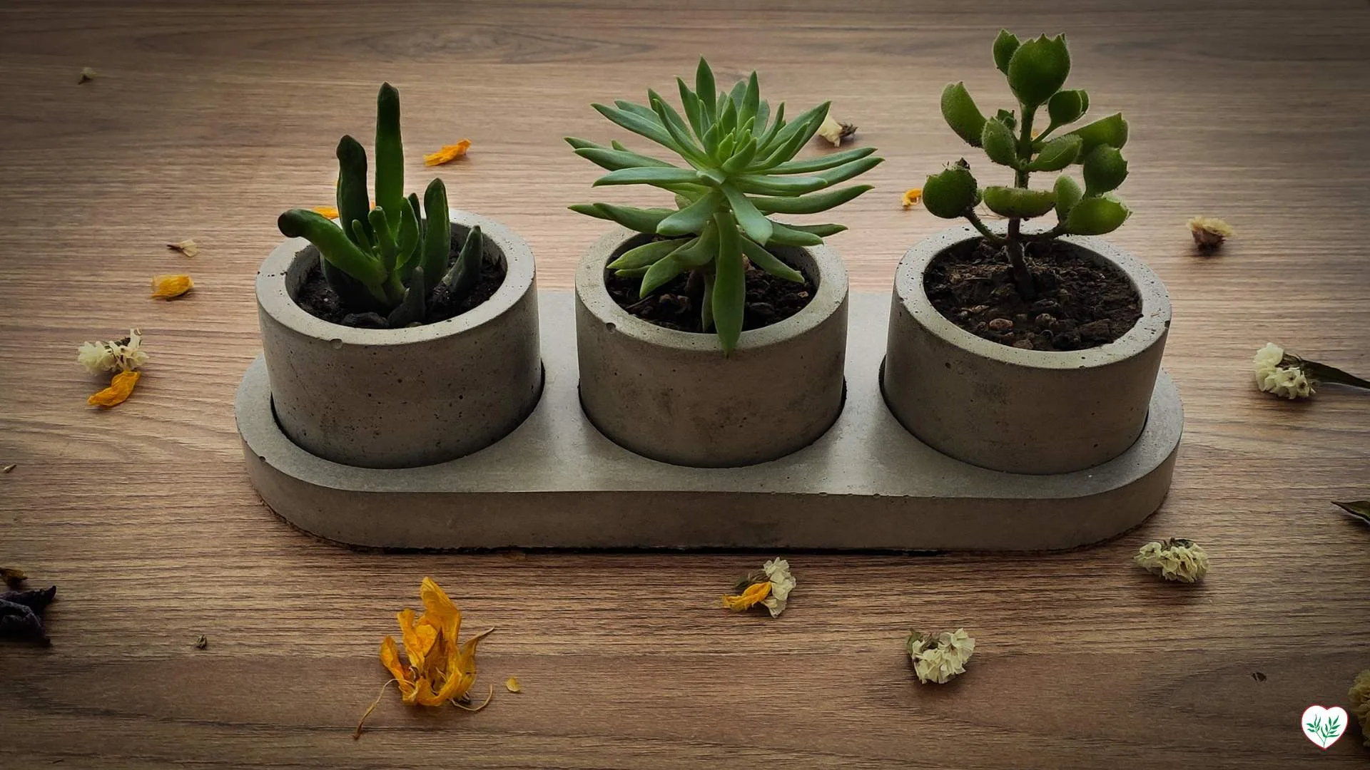 Succulente da interno esposte in vasi di cemento su una superficie di legno.