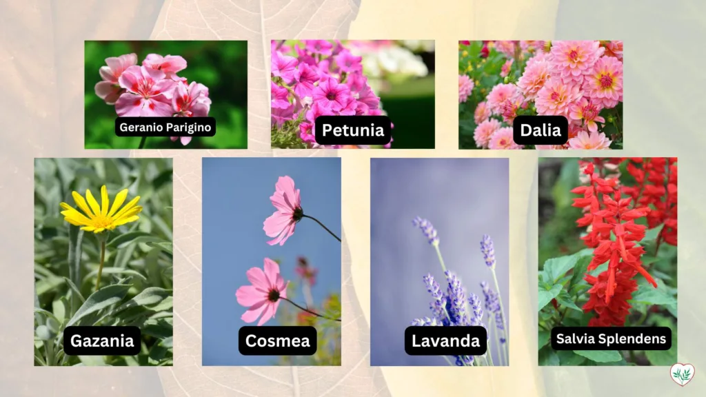 Collage di piante estive: Geranio Parigino rosa, Petunia viola, Dalia rosa, Gazania gialla, Cosmea rosa, Lavanda viola, e Salvia Splendens rossa.
