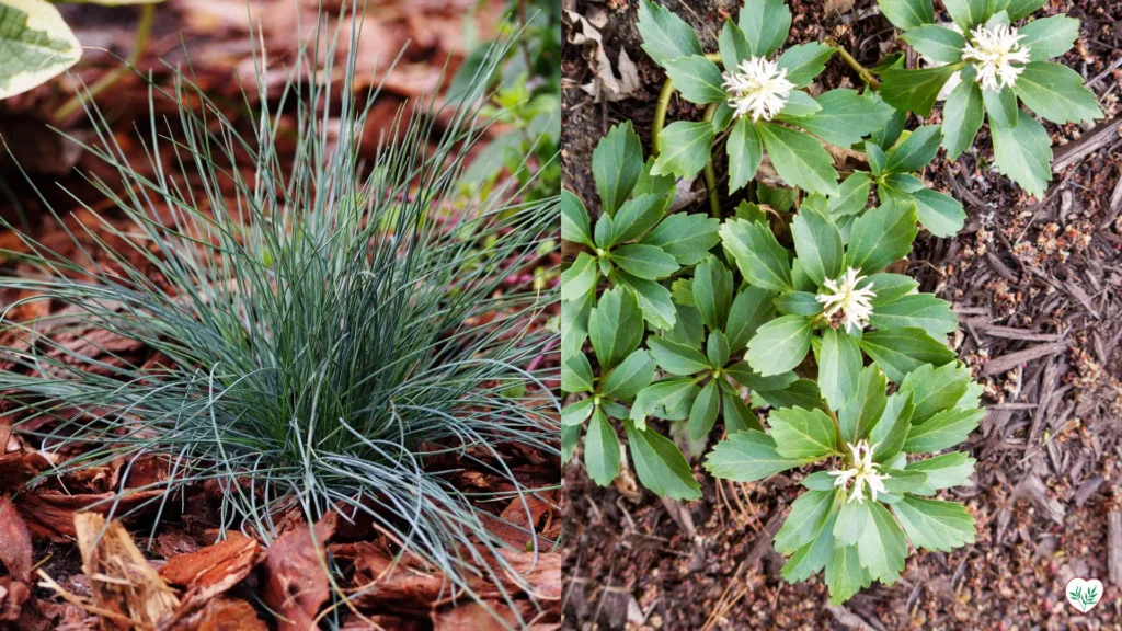 Festuca glauca con tonalità blu-argento a sinistra e Pachysandra sempreverde a destra.