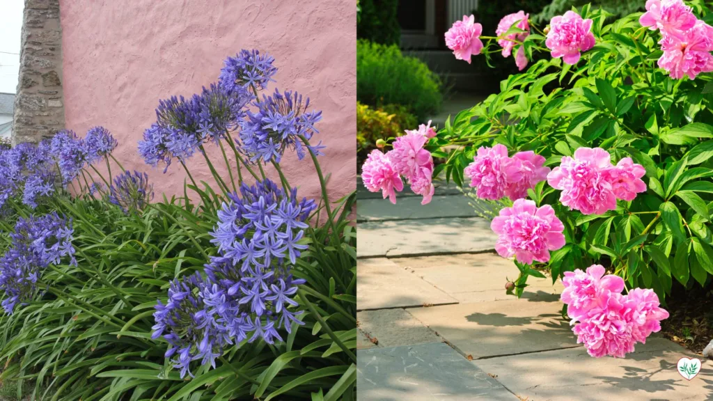 Agapanthus e Peonie in fiore, esempi ideali di perenni per creare punti focali in un giardino, con fiori imponenti che catturano l'attenzione.