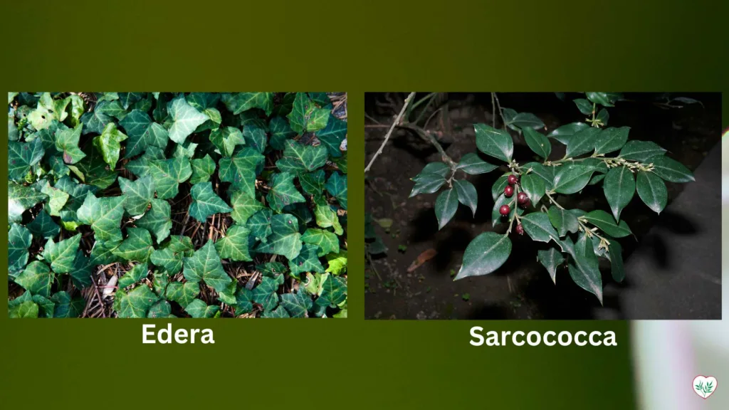 L'edera copre il terreno mentre la Sarcococca mostra bacche rosse, entrambe adatte per ambienti ombrosi