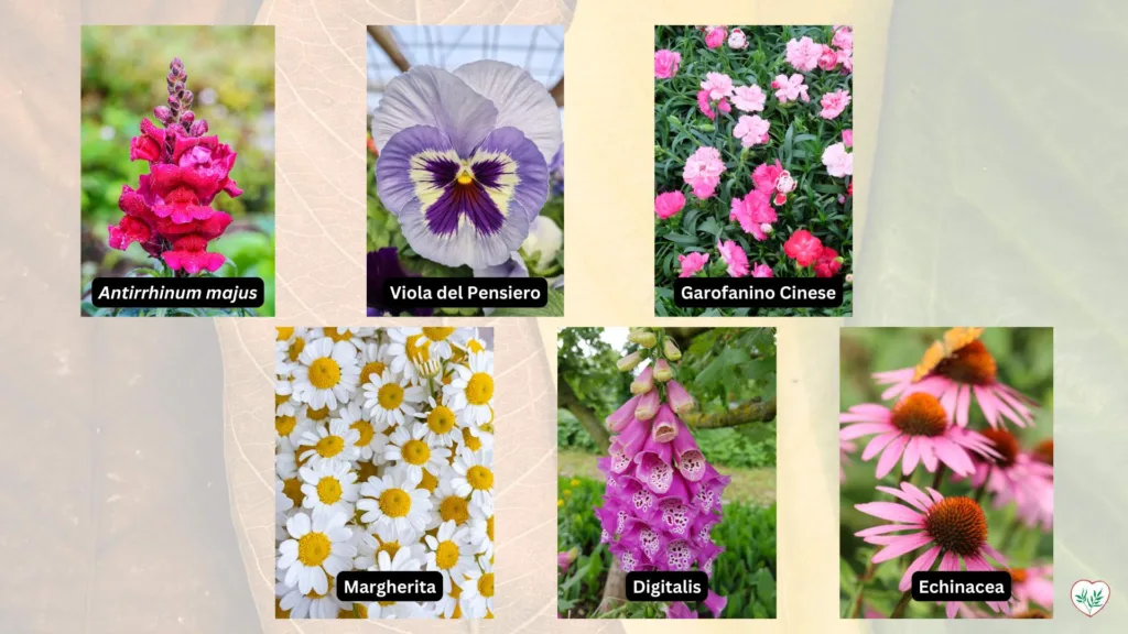 Collage di piante biennali vibranti: Antirrhinum majus rosso, Viola del Pensiero multicolore, Garofanino Cinese rosa, Margherita bianca e gialla, Digitalis rosa, e Echinacea rosa.