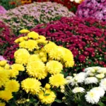 Crisantemi gialli, bianchi, e rosa in piena fioritura in un giardino autunnale.
