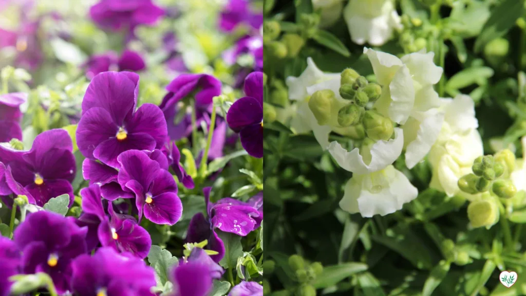 Viole viola a sinistra e bocche di leone bianche a destra che prosperano in autunno.