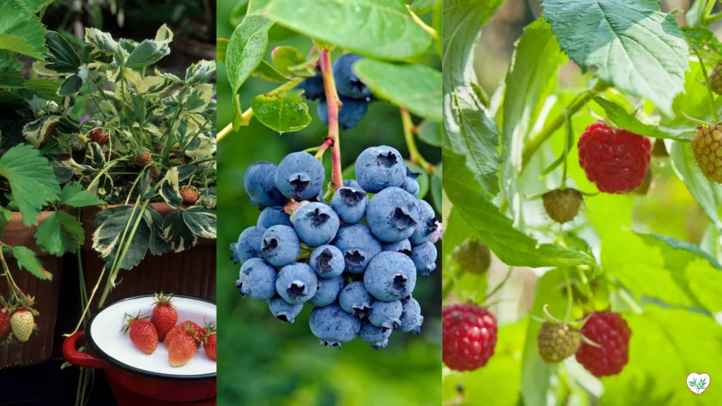 Coltivazione di frutti di bosco a casa: fragole in vaso, grappolo di mirtilli e lamponi maturi su balcone o terrazzo.