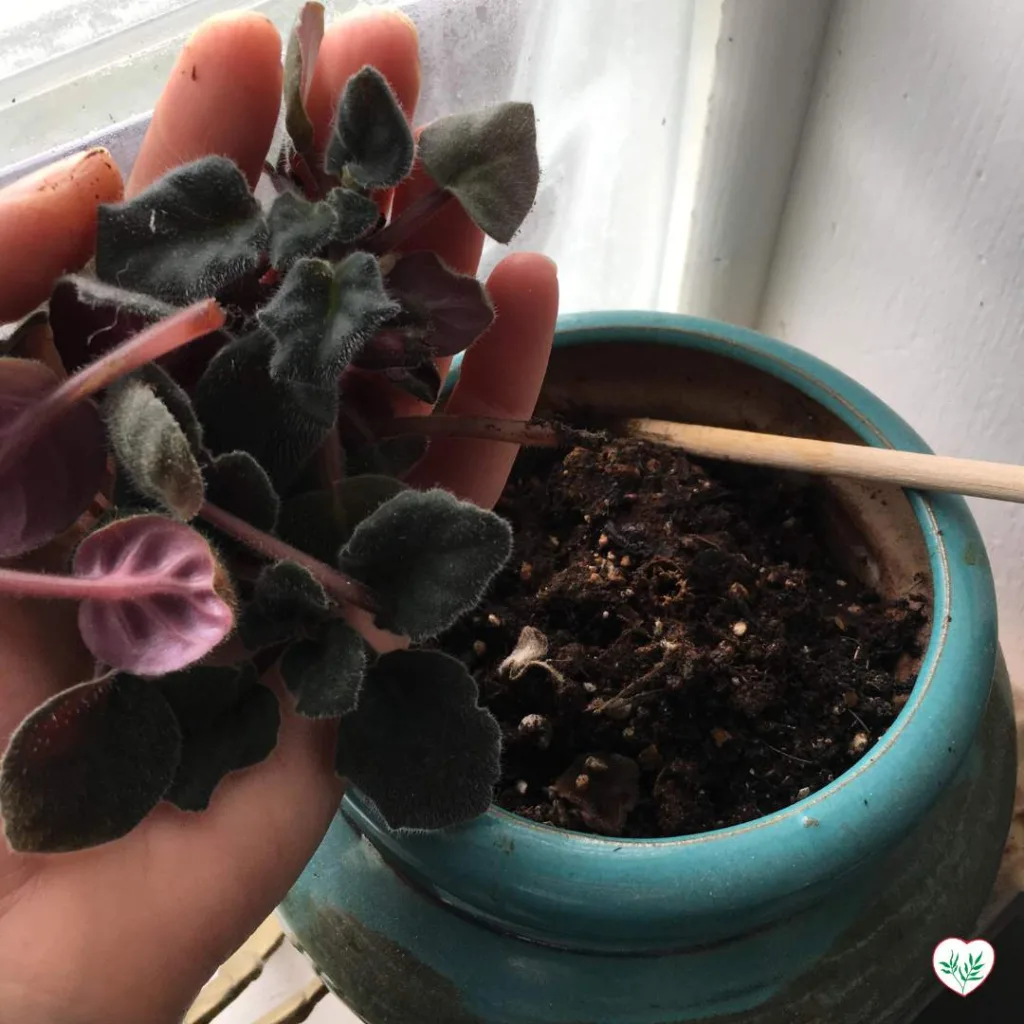 Mano che esamina attentamente una Violetta Africana per segni di malattie, in un vaso di ceramica blu.
