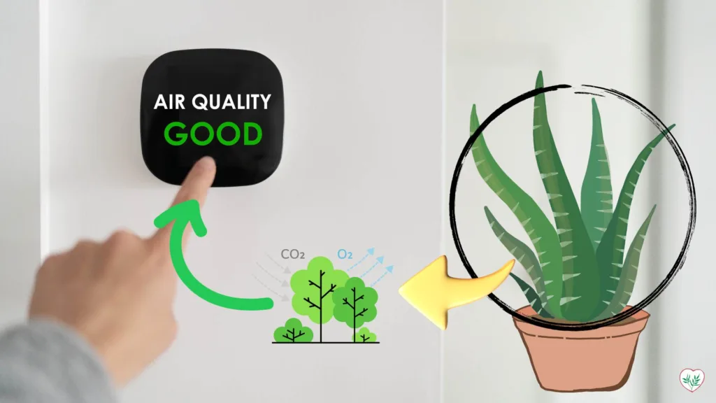 Immagine che mostra il processo di purificazione dell'aria dell'Aloe Vera. A sinistra, una persona indica un monitor della qualità dell'aria che mostra una qualità dell'aria "BUONA", con un diagramma che mostra la conversione di CO2 e O2 tra alberi e ambiente. A destra, è evidenziata una pianta di Aloe Vera, indicando il suo ruolo nel migliorare la qualità dell'aria interna.