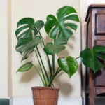 Una Monstera Deliciosa ben curata accanto a un mobiletto in legno in un salotto elegante.