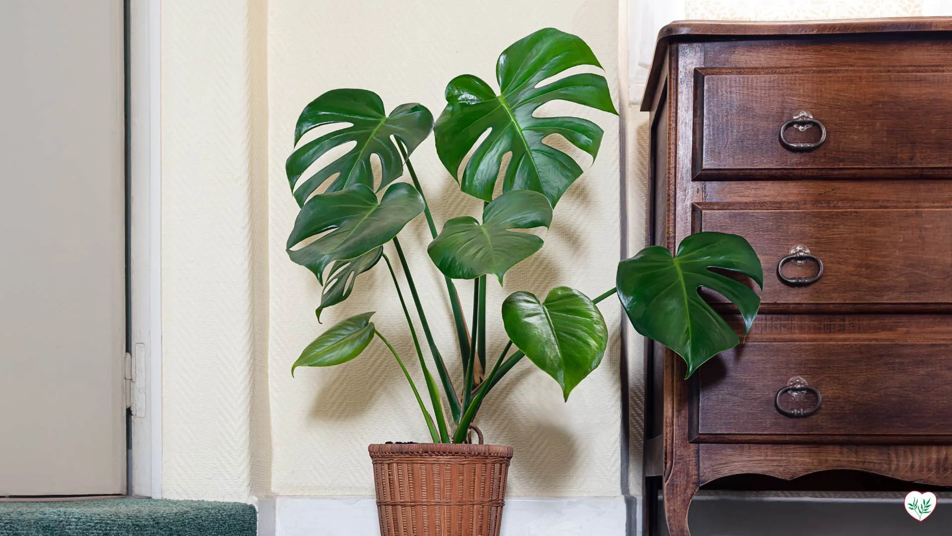 Una Monstera Deliciosa ben curata accanto a un mobiletto in legno in un salotto elegante.
