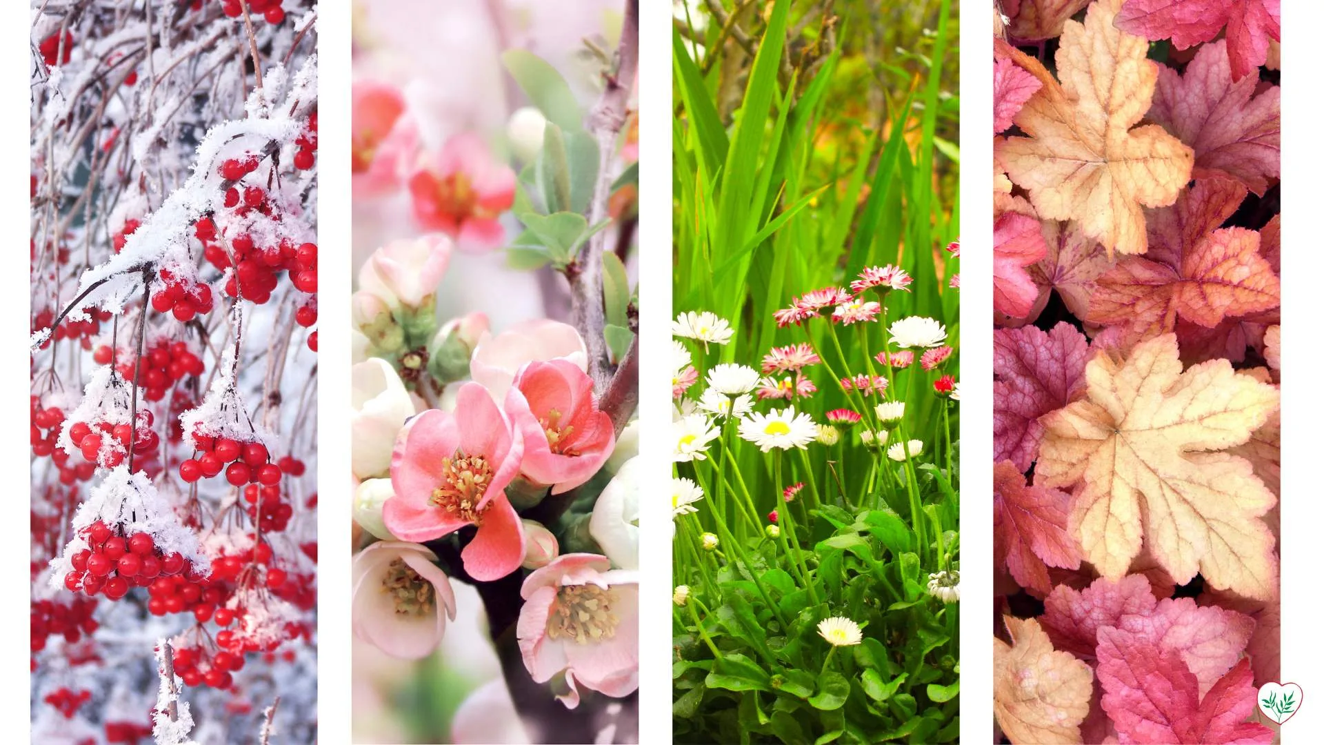 Collage di piante stagionali per colorare il giardino in tutte le stagioni, mostrando bacche sotto la neve, fiori primaverili, margherite estive e foglie autunnali.