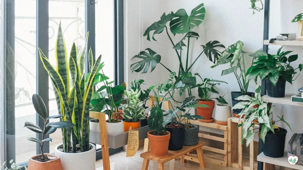 Monstera come Punto Focale nel Design dInterni
