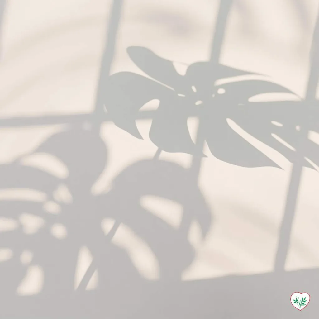 L'ombra di una foglia di Monstera Deliciosa proiettata su una parete chiara, simboleggiando l'importanza della luce adeguata per la pianta.