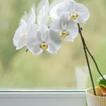 Orchidee da Interno su un davanzale, bagnate dalla luce naturale attraverso una finestra.