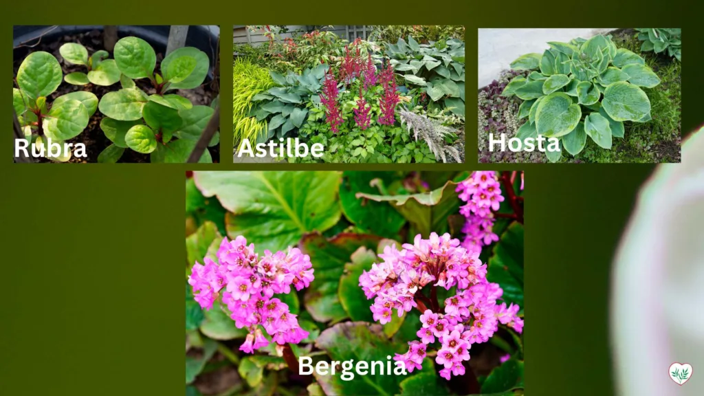 Collage di perenni ombreggianti, inclusi Rubra, Astilbe, Hosta e Bergenia, in un giardino ombreggiato