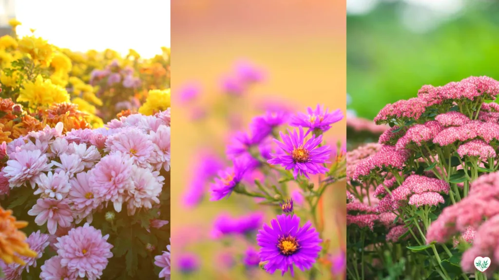 Crisantemi, aster viola, e Sedum in piena fioritura autunnale.