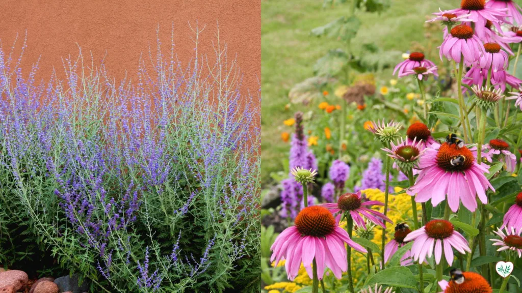 Salvia e Echinacea fiorite, esempi ideali di Perenni per Pieno Sole, mostrano la loro resistenza e bellezza in condizioni di piena luce solare.