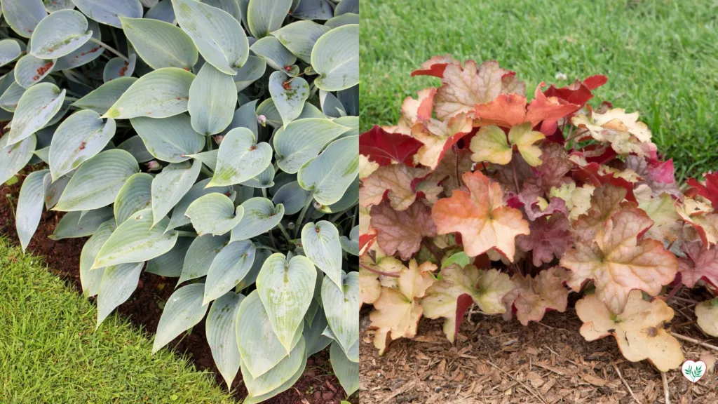 Hosta e Heuchera in una bordura giardino, perfetti esempi di perenni per mezz'ombra, dimostrano la loro bellezza in condizioni di luce filtrata.