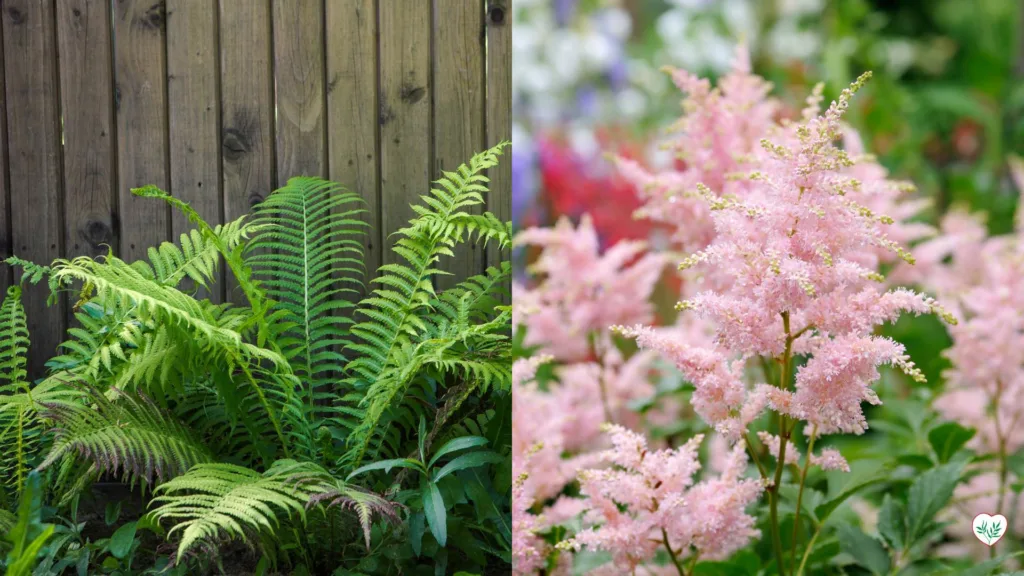 Felci lussureggianti e Astilbe fiorite, esempi perfetti di perenni per ombra completa, dimostrano come queste piante possano trasformare angoli ombreggiati del giardino.