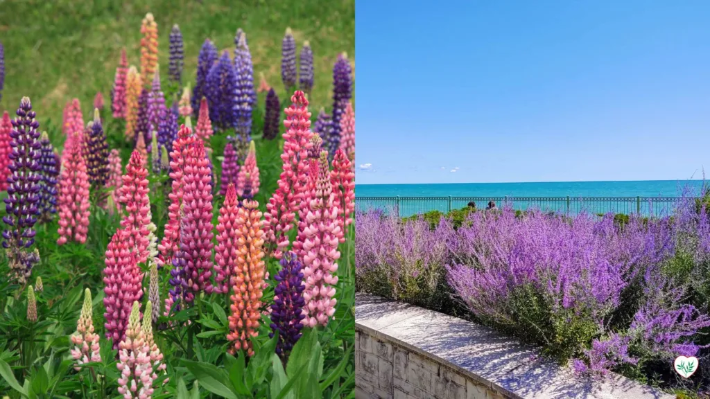 Lupini colorati e Lavanda in fiore, dimostrazioni di come utilizzare le perenni per creare bordure con diverse altezze e profondità.