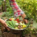 Una donna raccoglie verdure fresche e biologiche in un rigoglioso orto domestico, dimostrando pratiche di giardinaggio organico.