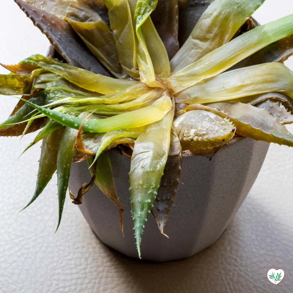Primo piano di una succulenta morente che mostra segni di decadimento e eccesso di annaffiatura in un vaso grigio.