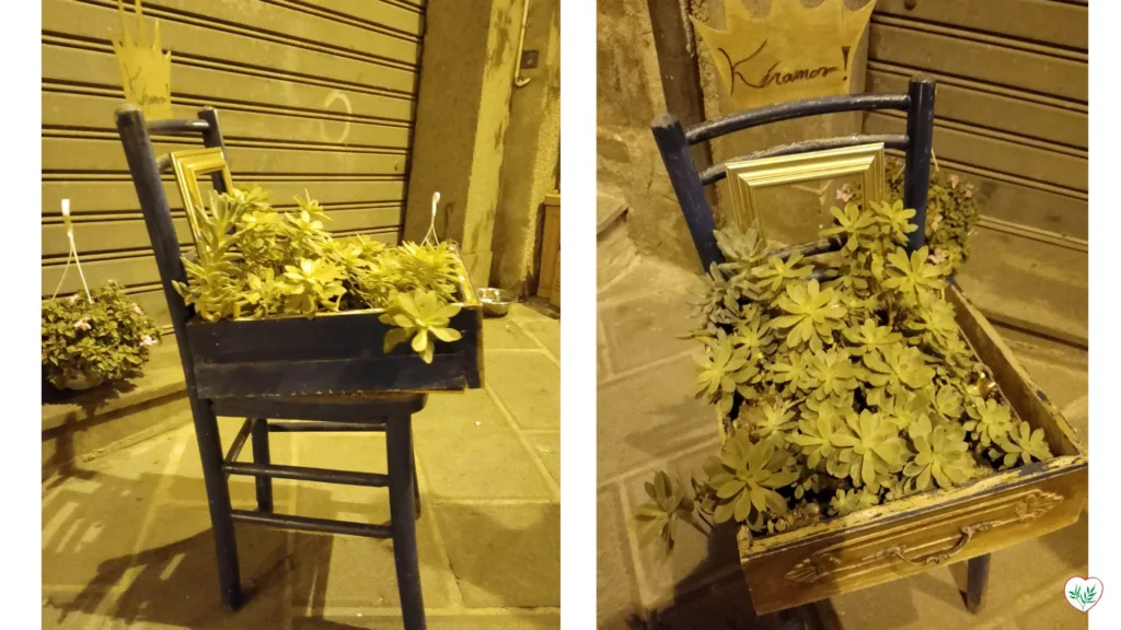 Una vecchia sedia di legno e un cassetto riciclati e trasformati in fioriere piene di piante verdi, esposte da un negoziante in Corso Cavour, Montefiascone.