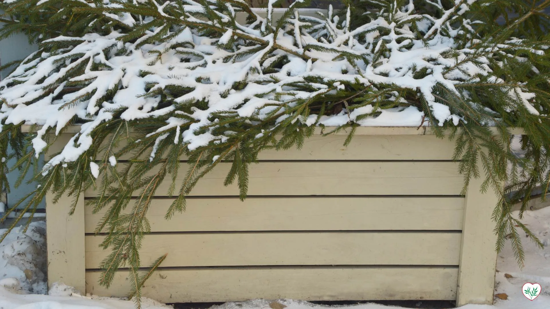Rami coperti di neve di sempreverdi resistenti al freddo drappeggiati su una scatola di immagazzinamento esterna beige.