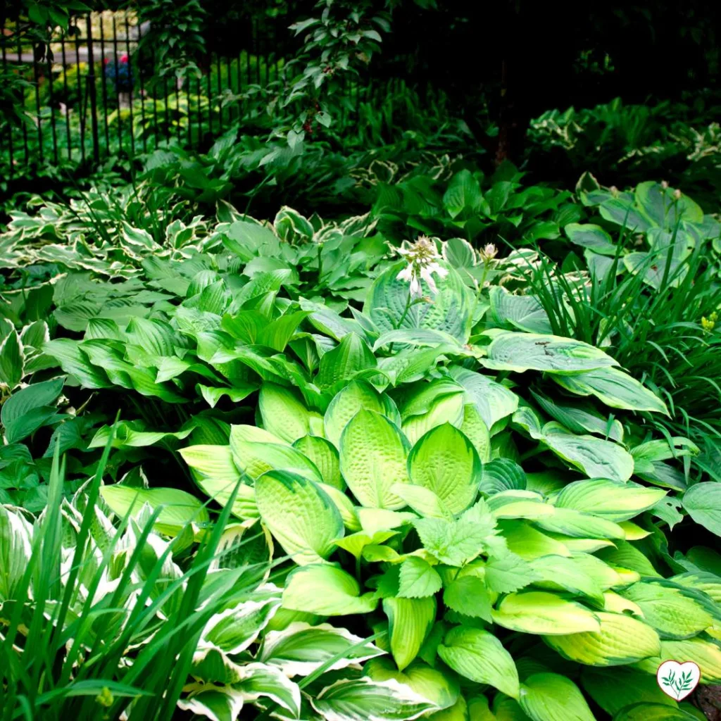  Un giardino di perenni ombreggianti mostra varie tonalità di verde, evidenziando diversi livelli di ombra