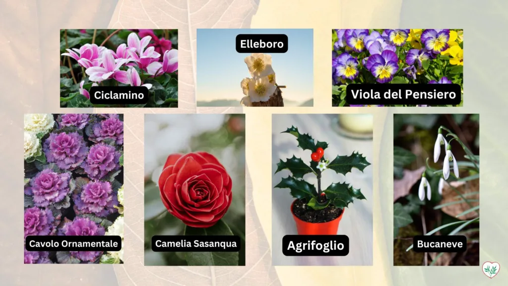 Collage di piante invernali: Ciclamino rosa, Elleboro bianco, Viola del Pensiero multicolore, Cavolo Ornamentale viola, Camelia Sasanqua rossa, Agrifoglio con bacche rosse, e Bucaneve bianco.