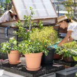 Due giardinieri impegnati in progetti fai da te per giardinieri, lavorando su piante in contenitori su un balcone urbano.
