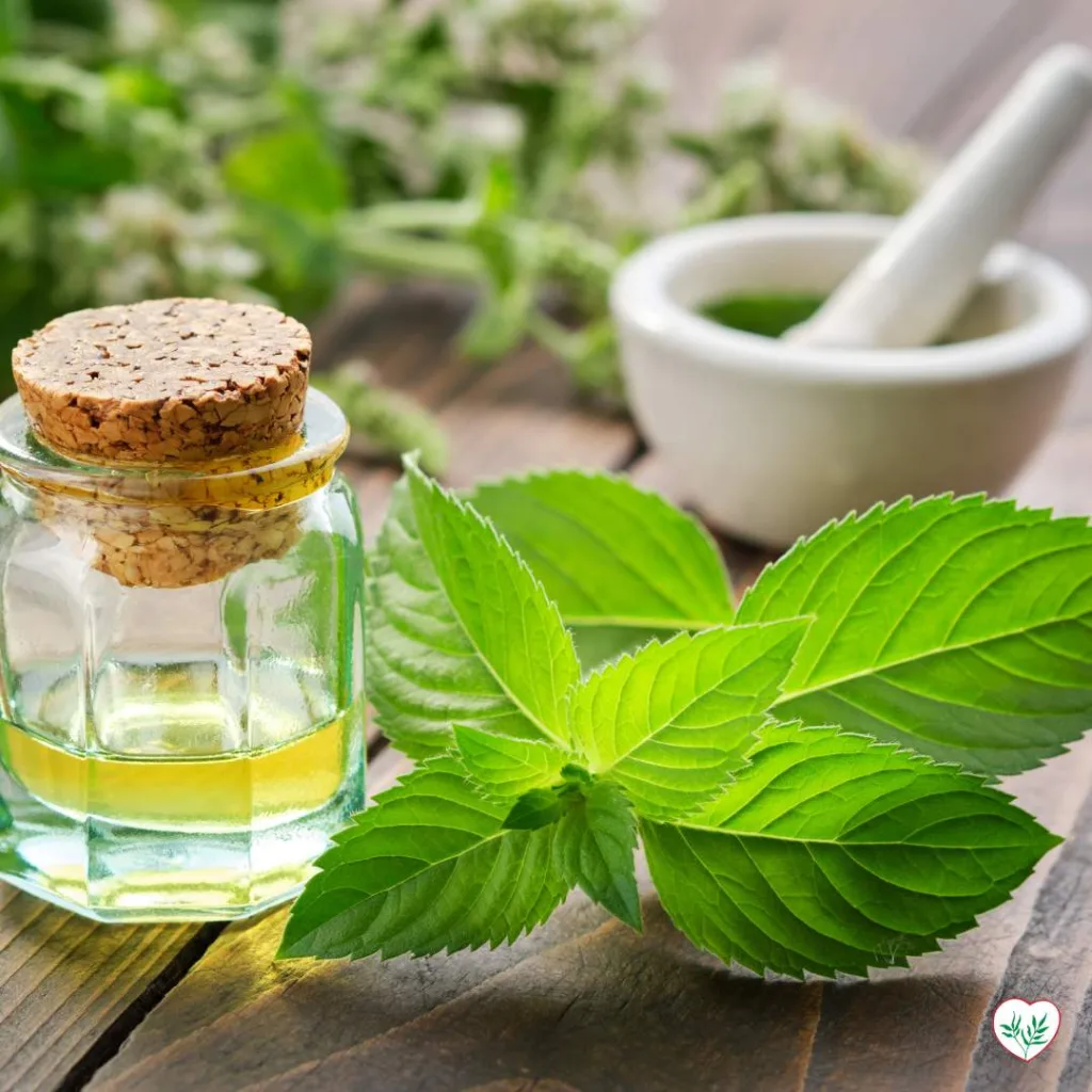  Bottiglia di olio essenziale di erbe con foglie di menta fresca e mortaio sul tavolo, illustrando l'uso delle erbe medicinali raccolte.