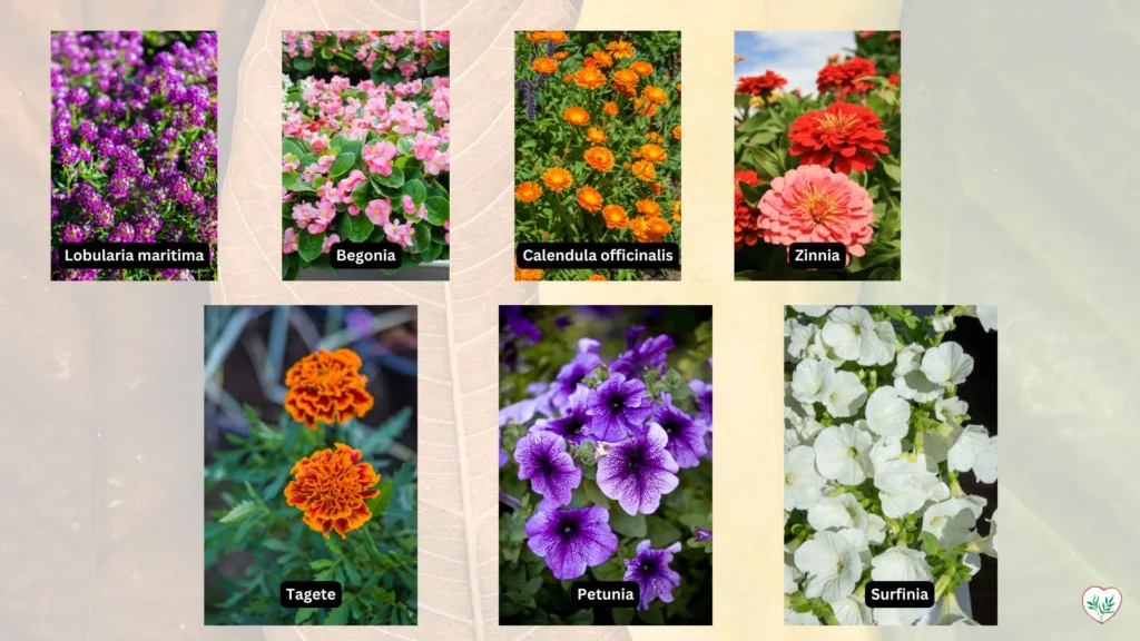 Collage di piante annuali colorate: Lobularia maritima viola, Begonia rosa, Calendula officinalis arancione, Zinnia rossa, Tagete arancione, Petunia viola, e Surfinia bianca.