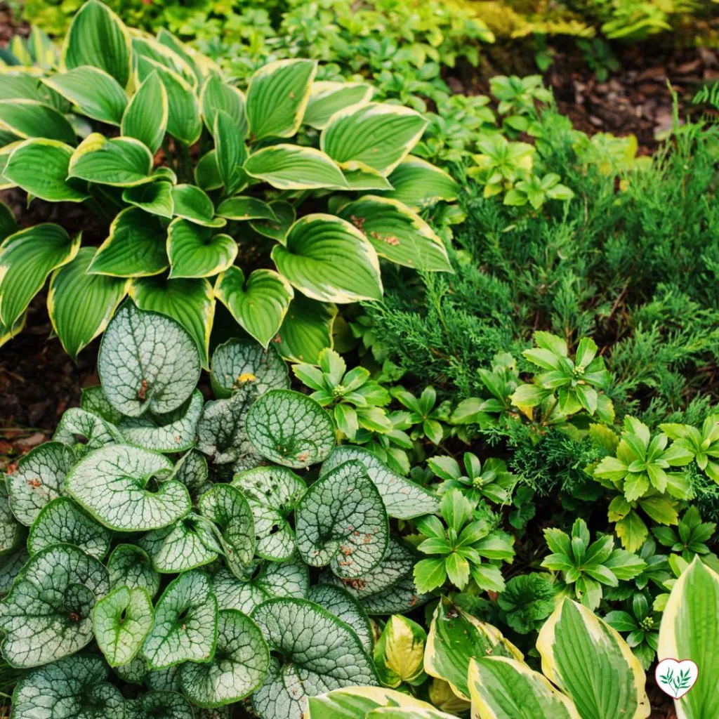 Perenni ombreggianti diverse, incluse hostas e brunnera, in un giardino lussureggiante