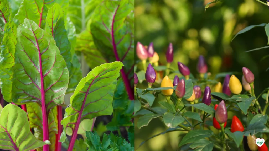 Foglie di bietola rosse a sinistra e peperoni ornamentali colorati a destra.