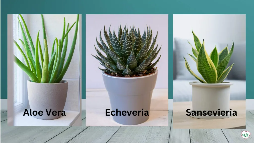 Aloe Vera, Echeveria e Sansevieria esposti in vasi moderni, rappresentando le succulente da interno più popolari.