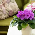 Due vasi di Violette Africane, uno con fiori viola e l'altro con fiori bianchi e rosa, su un tavolino accanto a una poltrona verde.