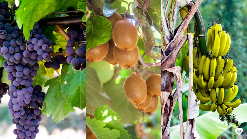 Coltivazione di frutti mediterranei e tropicali a casa: uva, kiwi e banane per giardini o terrazzi in Italia.