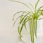 Una pianta ragno con foglie verdi e bianche in un vaso bianco su un tavolo moderno