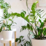 Zamioculcas zamiifolia in un vaso bianco in un interno moderno circondato da altre piante d'appartamento