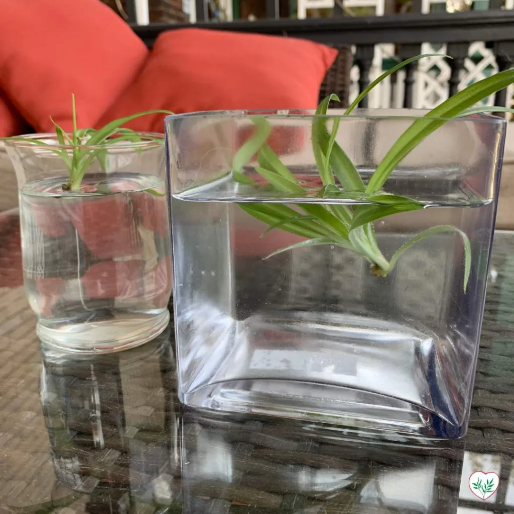 Propagazione della Pianta Ragno in Acqua