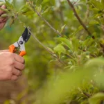 Persona che esegue la potatura autunnale di un albero utilizzando cesoie da giardino