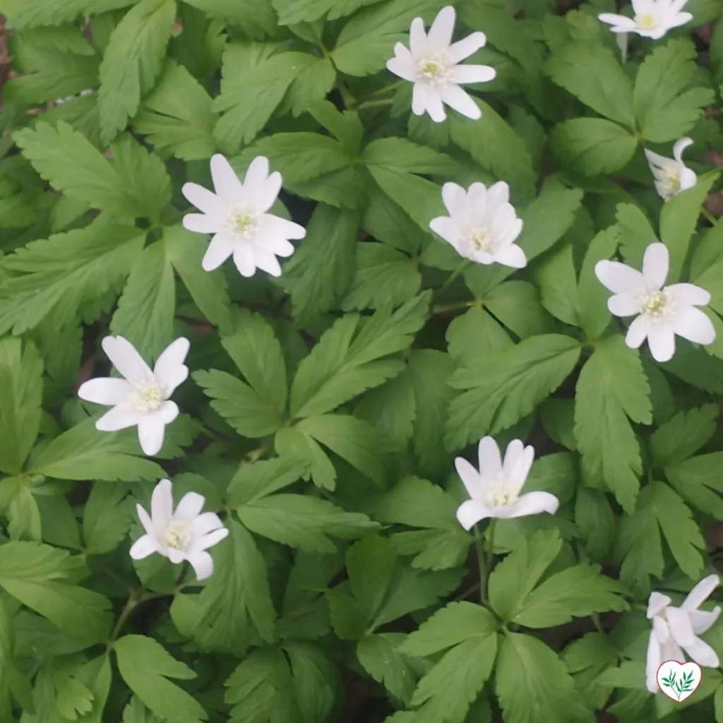 Le Migliori Piante Primaverili Da Giardino - Amore Verde